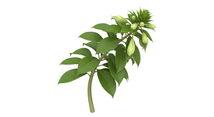 Isolated branch of Galtonia candicans with leaves and buds, botanical close-up object