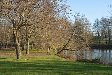 Obraz premium Platane, Parc interdépartemental des sports Paris Val de Marne de Choisy le Roi, 94, Val de Marne, France