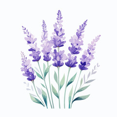Obraz premium A watercolor illustration of lavender flowers with thin stems and purple blossoms isolated on a clean white background.