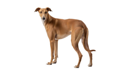 Isolated alert brown Spanish Galgo dog with short hair is looking at the camera calmly