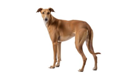 Isolated alert brown Spanish Galgo dog with short hair is looking at the camera calmly