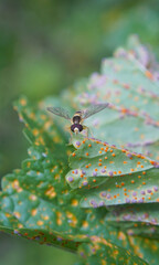 A yellow wasp landed on a large leaf.