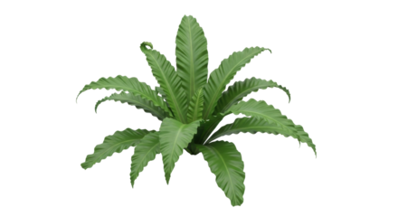 Isolated Bird's Nest Fern, tropical green leaves of Asplenium nidus plant against a clean backdrop