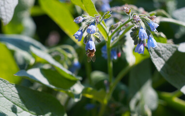 The bee stuck its head into the blue flower buds.