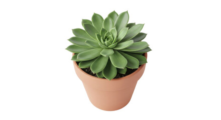 Isolated green Echeveria succulent in terracotta pot on seamless backdrop close-up view