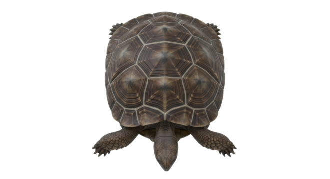 Isolated tortoise facing forward, a reptile with unique brown and grey markings on shell