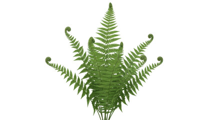 Isolated Green Fern Fronds with Young Spirals Leaves, Plant for Background Design