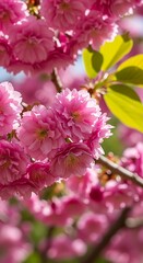 Obraz premium Beautiful Pink Cherry Blossoms in Spring.