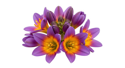 Obraz premium Isolated sparaxis flowers with purple petals and yellow centers for spring botanical illustration