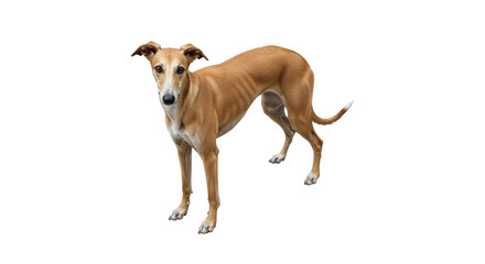 Isolated fawn-colored Greyhound standing calmly in the studio for a perfect portrait shot
