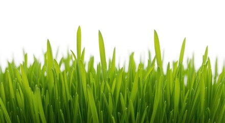 Fototapeta premium A lush field of vibrant green grass on a white background, creating a serene and natural atmosphere. This image represents concepts like springtime, nature, and environmental sustainability.