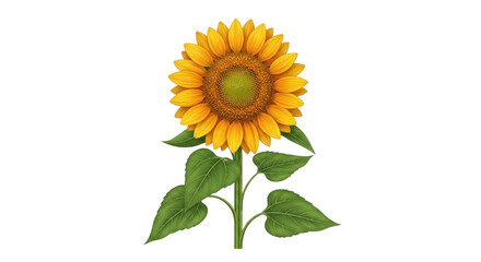 Isolated cheerful yellow sunflower, green leaves, vibrant summer floral clip art, no background