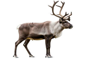 Isolated majestic caribou with impressive antlers poses in profile, looking right