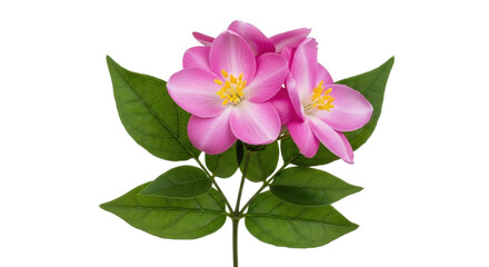 Isolated pink flowers with yellow center and green leaves on stem, plant nature shot