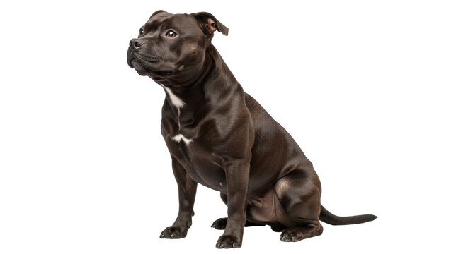 Isolated dog sits upright with alert expression looking off to the side intently, pet portrait