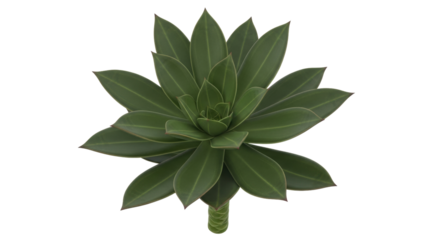 Isolated rosette succulent, close-up of Echeveria plant with spiraling fleshy green leaves