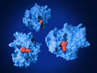 the enzyme New Delhi Metallo-beta-Lactamase-1  (NDM-1,  blue) in complex with the flavonol inhibitor morin. NDM1 has devoloped to a global threat by confering resistance to all common β-lactam antibio