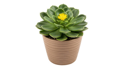 Isolated Echeveria succulent in a pot, flowering plant, healthy growth, gardening