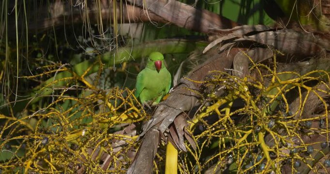 Bright green parrot with red beak perching in drupes of palm tree - unedited C4K 