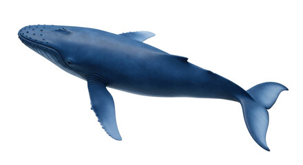 Isolated humpback whale, marine mammal swimming underwater, side view, realistic illustration