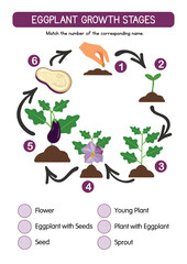 Matching the Six Eggplant Growth Stages to Their Names