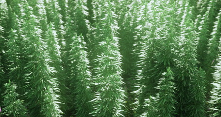 Rows of healthy cannabis plants reach toward the bright sunlight, showcasing vibrant green leaves in a well maintained cultivation area. The serene atmosphere emphasizes their growth.