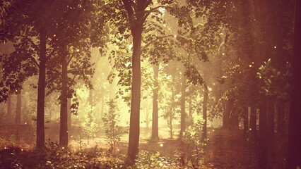 Sunlight Filtering Through the Forest Canopy