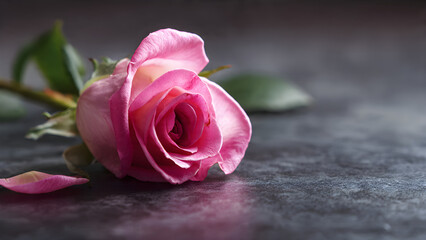 A single pink rose lying on a dark surface background