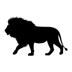Obraz premium Silhouette of majestic male lion walking in side profile isolated on white background