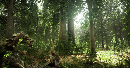 In a serene forest, vibrant greenery thrives under the gentle light of the sun. Tall trees create a peaceful atmosphere, while diverse foliage fills the ground. Natures beauty is on full display.