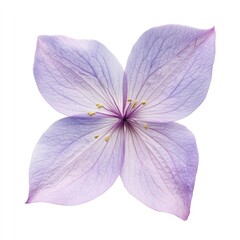 Fototapeta premium A single Starflower petal petals photography botanical.