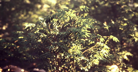 A lush green plant thrives in a tranquil forest environment, surrounded by soft sunlight filtering through the trees. The vibrant leaves reflect natures beauty.