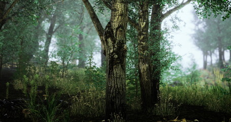 A serene forest setting features tall trees, dense foliage, and fog enveloping the landscape, creating a tranquil atmosphere in a lush green environment.