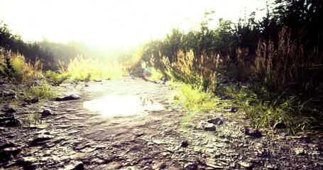A nature path bathed in soft sunlight showcases greenery and water puddles. The area features scattered rocks and vibrant grass, creating a peaceful setting for a stroll.