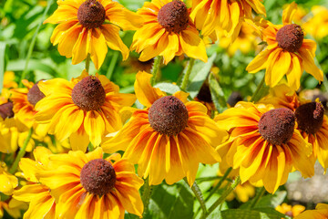 Fototapeta premium 夏の庭に咲く黄色とオレンジのルドベキアの花