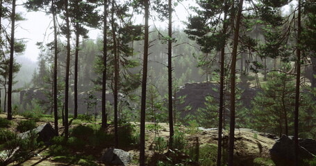 Lush green forest showcases tall trees and rocky outcrops. Sunlight filters through leaves, creating a serene atmosphere. The terrain varies with shadows and highlights, enhancing natural beauty.