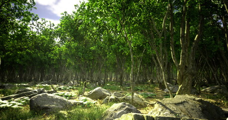 Dense forest filled with tall trees and scattered rocks. Sunlight creates a serene atmosphere as foliage casts shadows on the ground, showcasing natures beauty and tranquility.