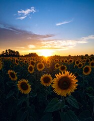 A breathtaking field of sunflowers glowing at sunset with golden yellow petals, vibrant blue and orange sky, peaceful countryside landscape, nature background, summer floral scenery, stock photo.