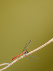 秋の水辺のアキアカネ02