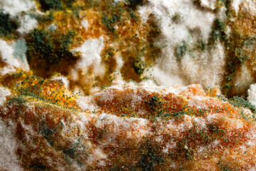 Close-up of Moldy bread on cutting board