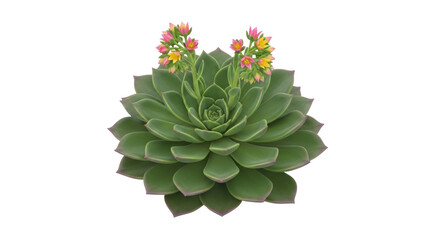 Isolated Echeveria elegans succulent plant with inflorescence on a light surface. Overhead