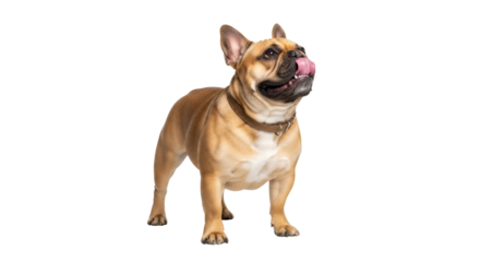 Isolated French Bulldog with tongue out stands looking up wearing a collar on studio set
