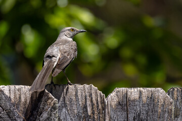 Mockingbird on a fence in a backyard