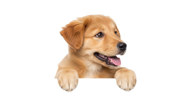 Isolated golden retriever puppy looking over an edge with paws, eager for a treat or game