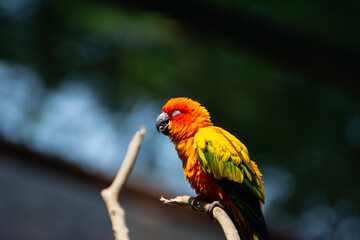 Sun conure parrot with bright orange and yellow feathers perched on branch in natural light. Vibrant exotic tropical bird perfect for wildlife, nature, and bird photography.