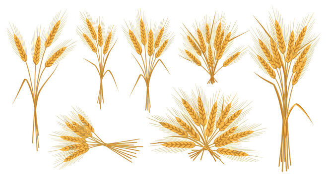 Collection of hand drawn golden wheat ears and stalks tied with string in various arrangements. - Powered by Adobe