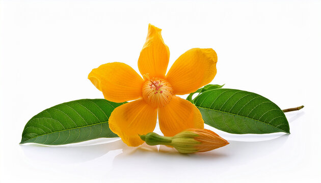 Rajanigandha Flower Close Up On White Background