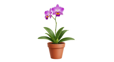 Isolated Moth Orchid potted houseplant in terracotta flowerpot, flowering plant indoors