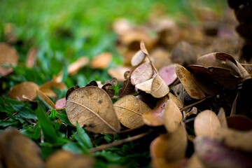 Dry Brown Leaves on Green Grass in Autumn Nature Background