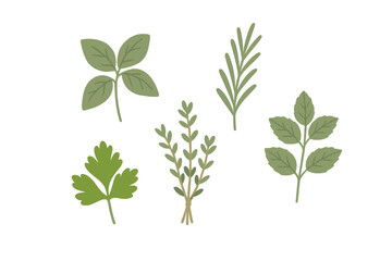 Naklejka premium Collection of fresh green culinary herbs including basil, rosemary, parsley, and thyme on white background